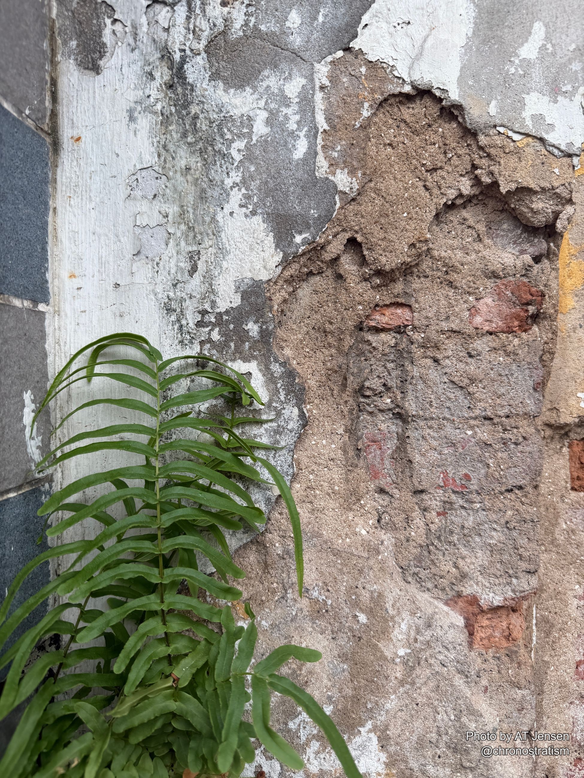 Render crumbles away to expose old brick beneath, a wild fern rooting in the gap at the base of the wall.