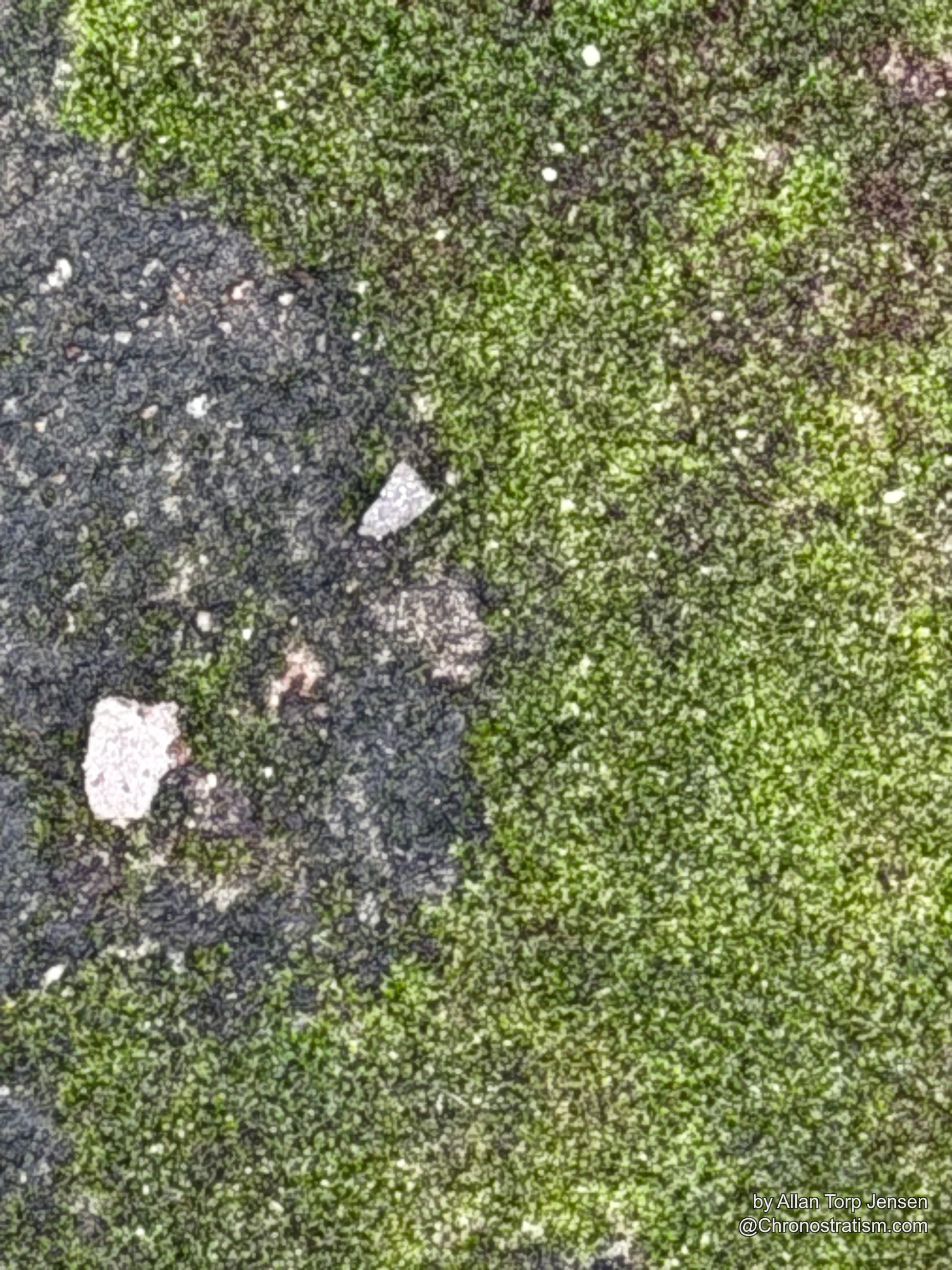 Dense green moss with small embedded stones, macro detail.