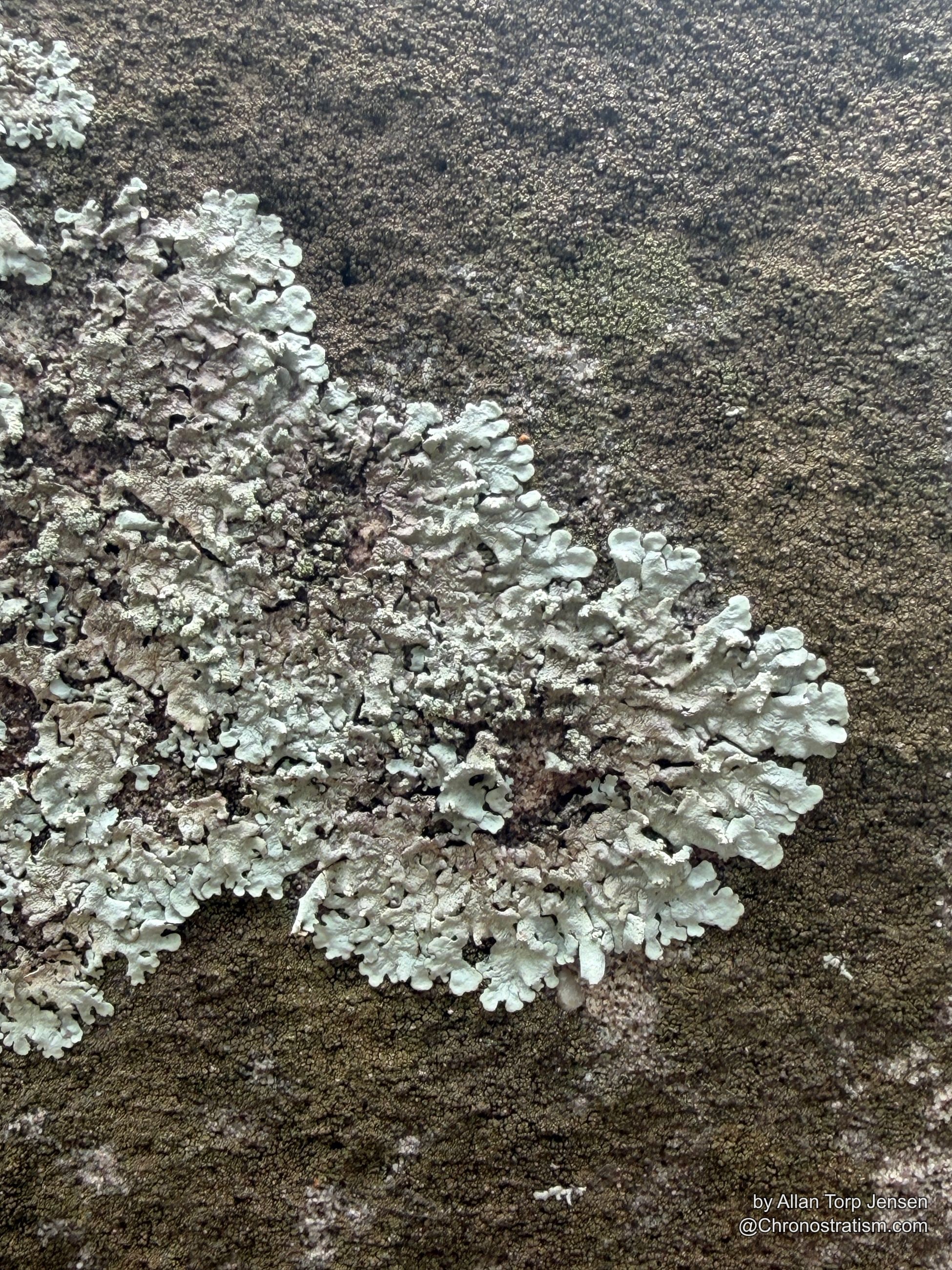 A dense lichen colony spreads its frilled edges over stone.