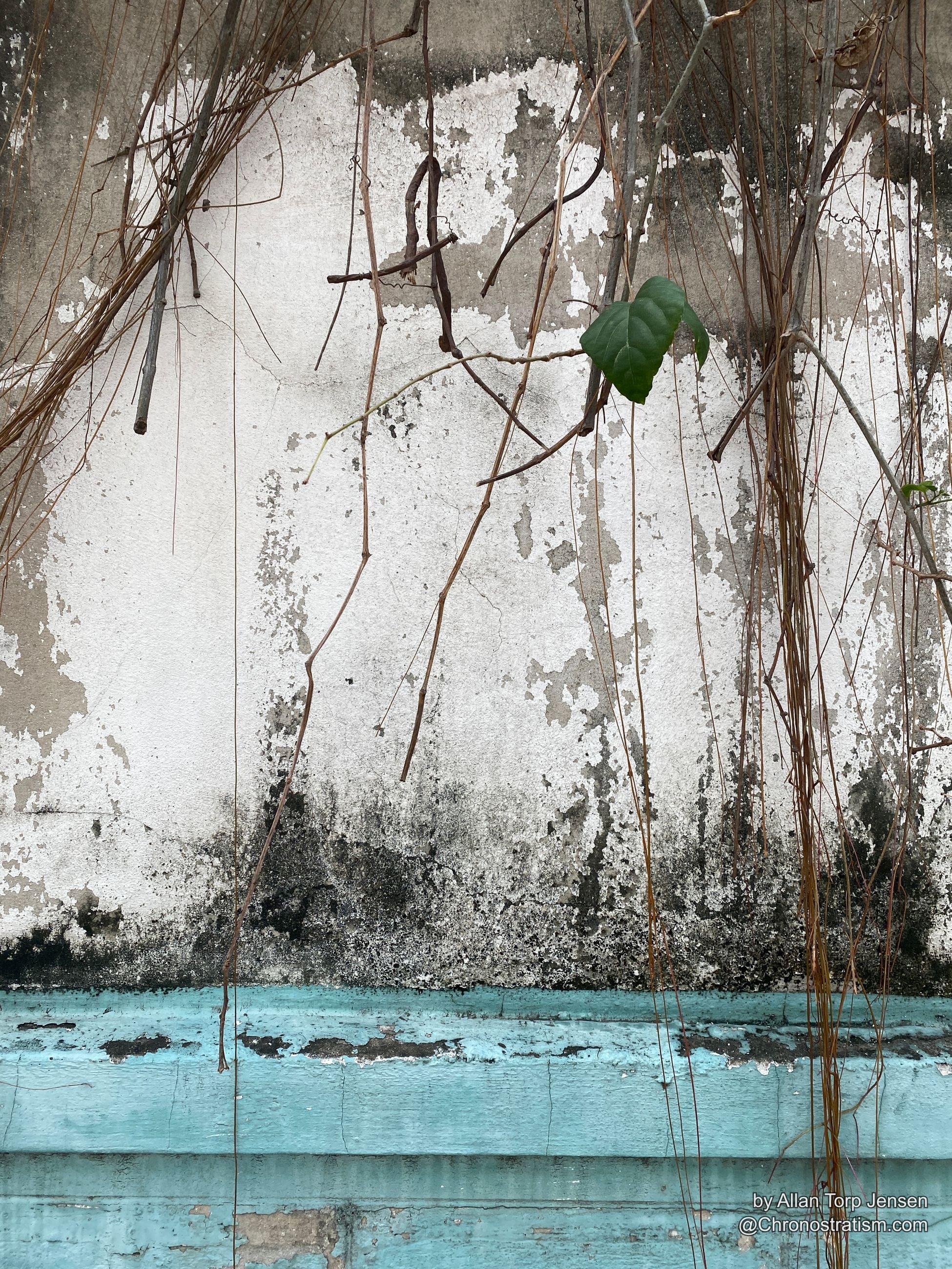 Dried vine tendrils crisscross a peeling wall, one green leaf still clinging on.