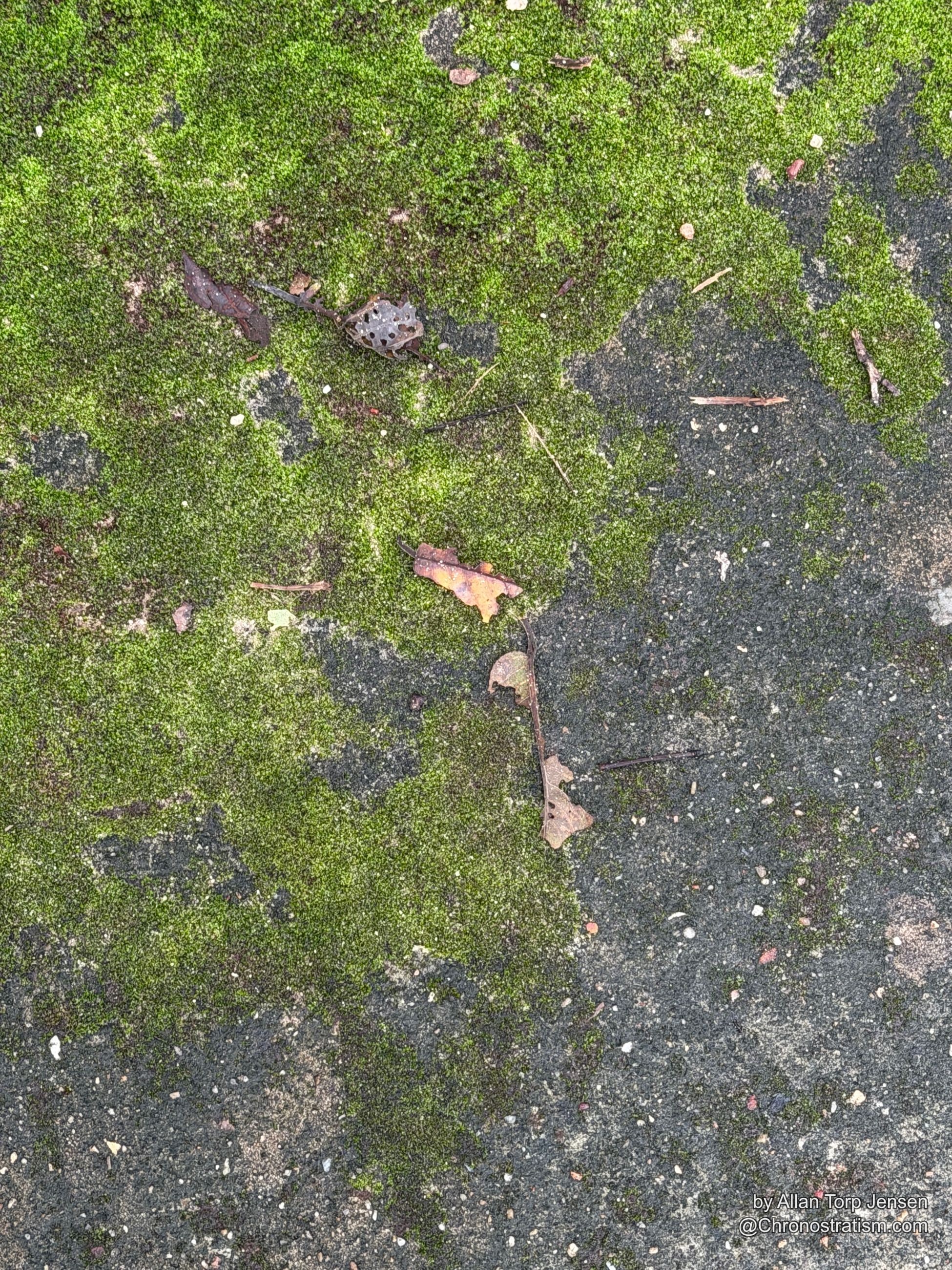 Extreme macro of soft green moss blanketing a stone surface.