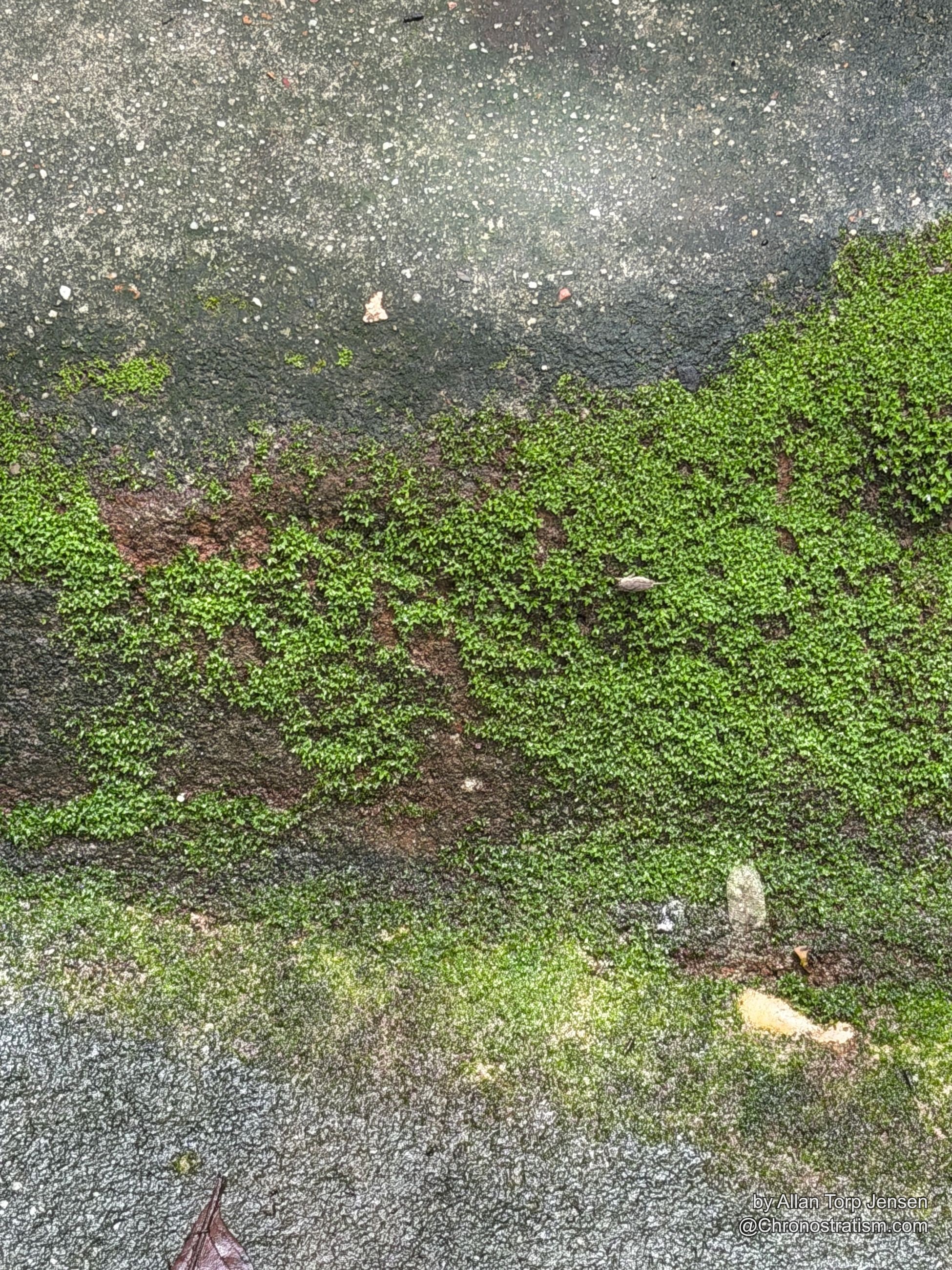 Green moss encroaches over the edge of a dark asphalt surface.