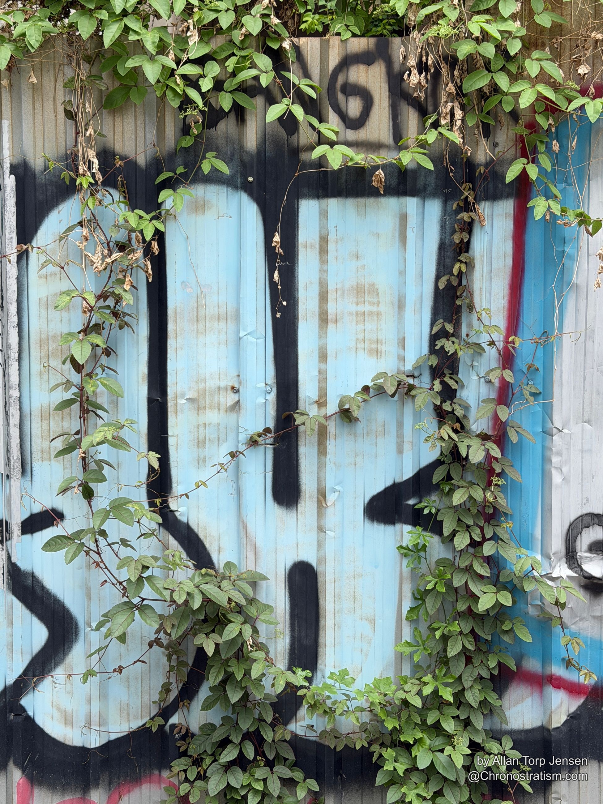 A heavy green vine drapes across a blue corrugated shutter tagged with graffiti.