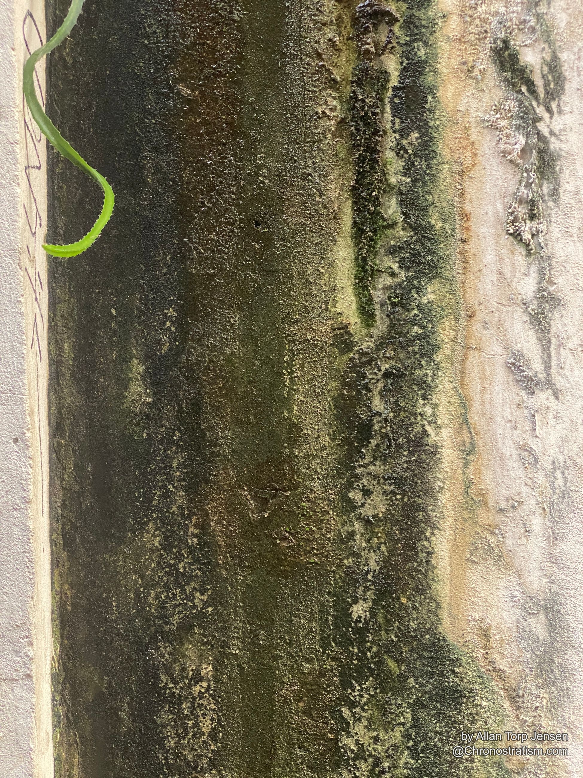 Lichen crusts a painted surface in pale patches, a green tendril reaching across the edge.