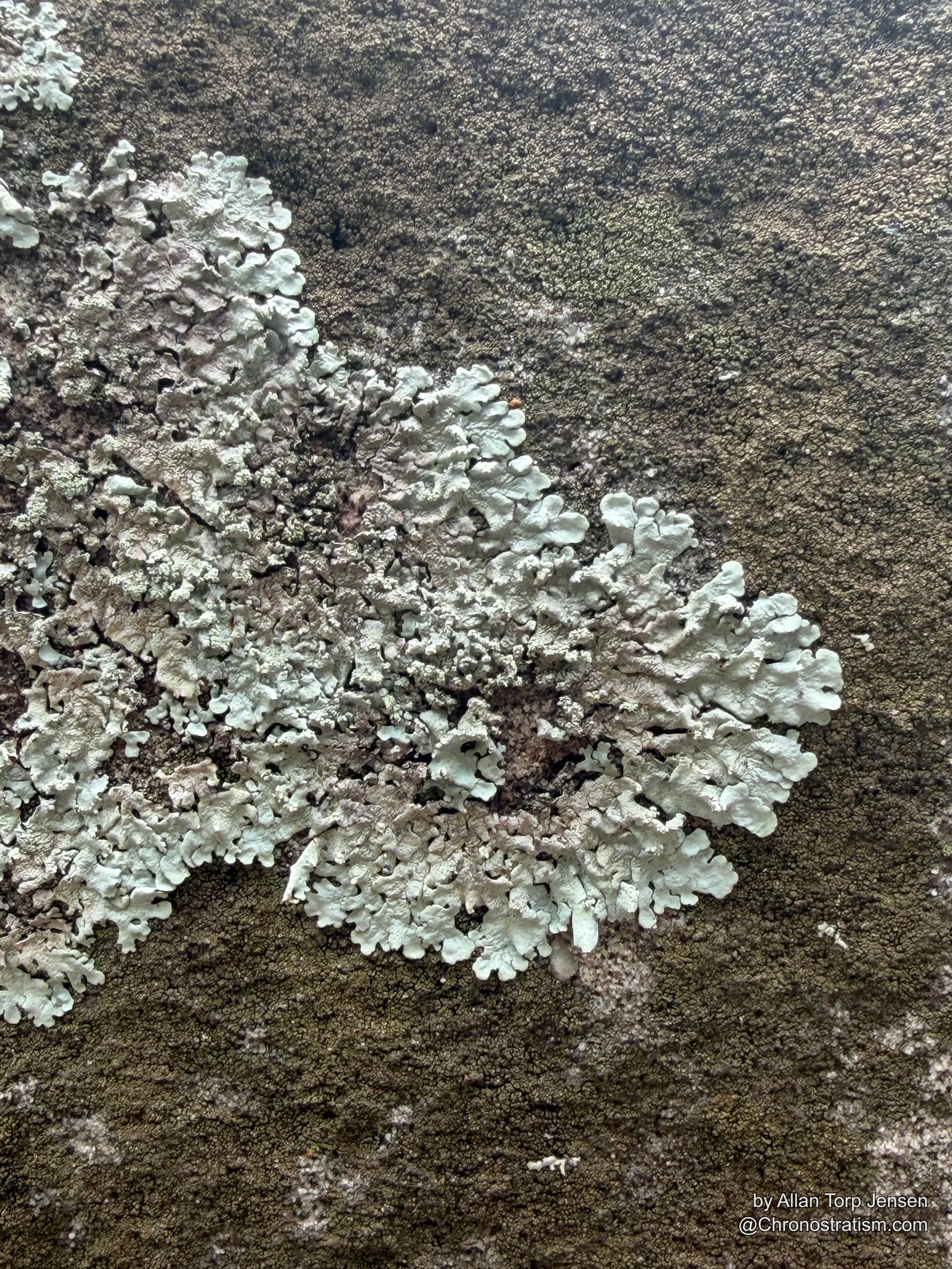 Lichen fronds thicken toward the stone's shaded edge.