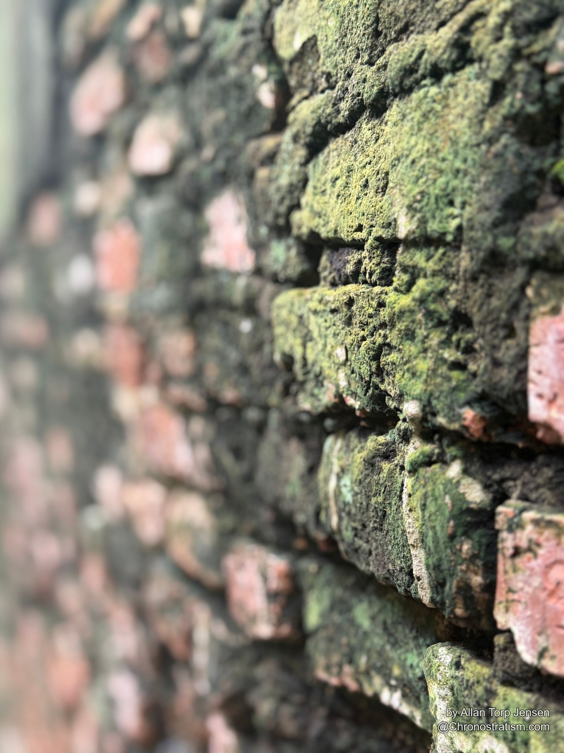Lichen spreads in pale rosettes across the soot-darkened brick.