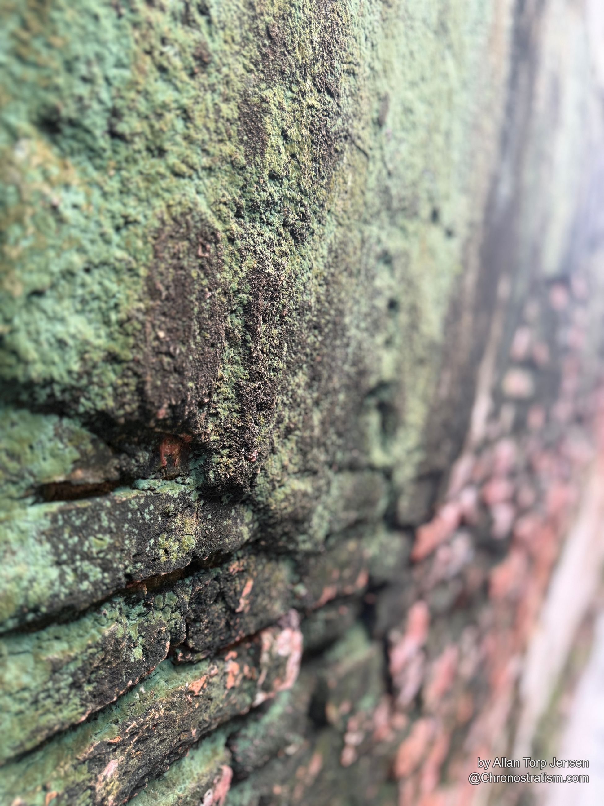 Macro detail of thick green lichen crusting over a brick edge.
