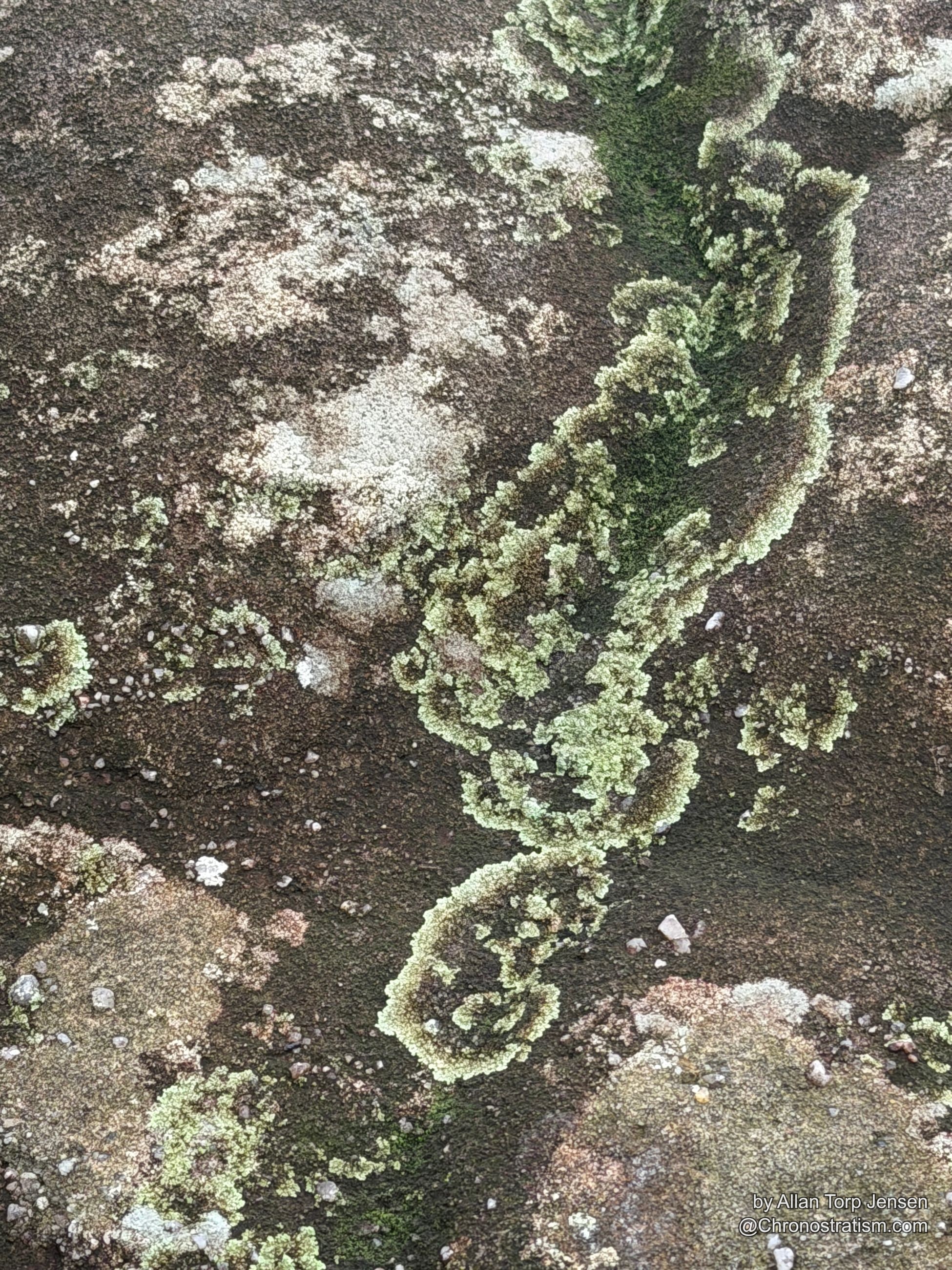 Pale lichen forms a branching, swirl-like pattern across natural rock.