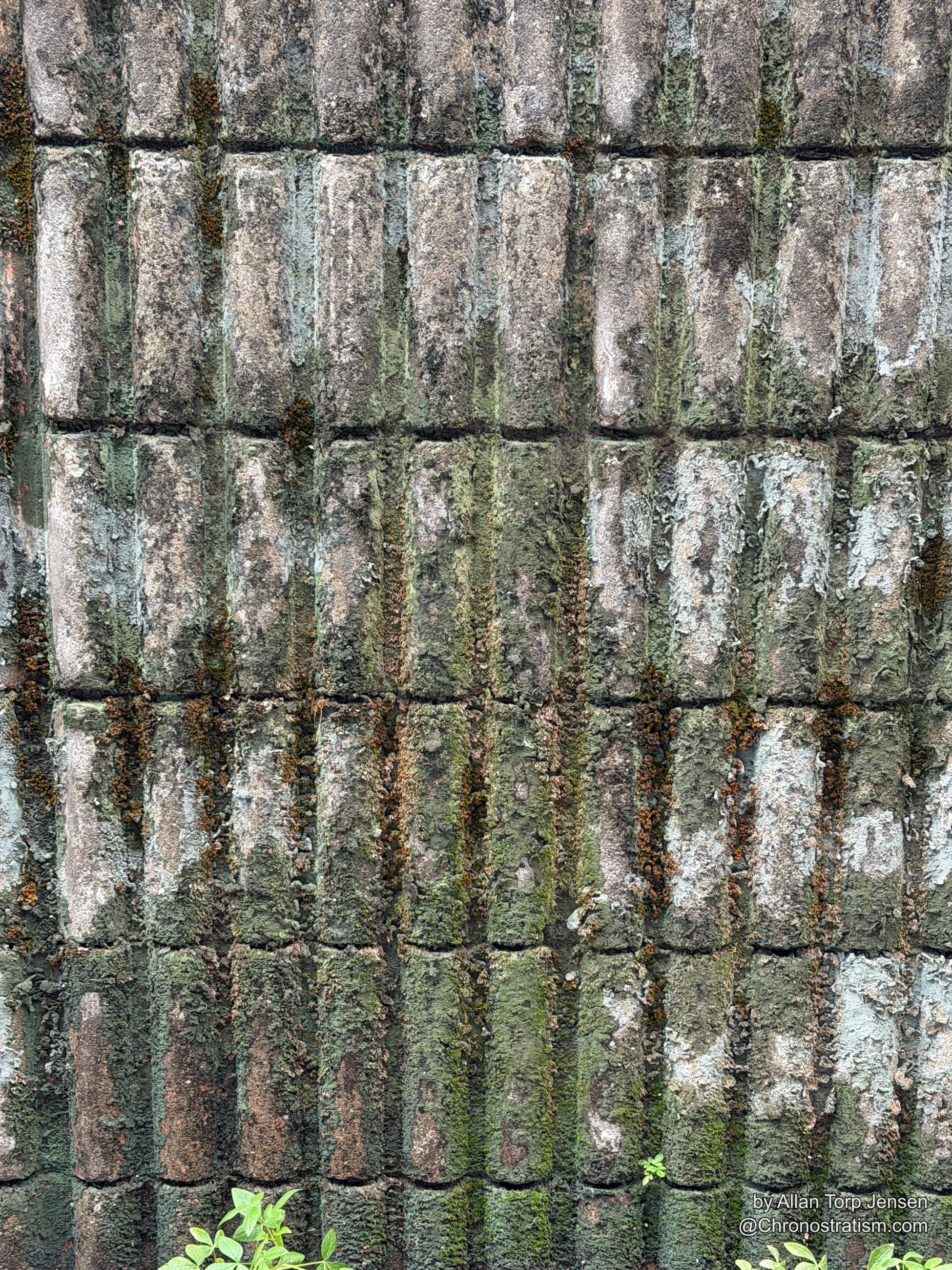 Rows of terracotta roof tiles crusted in grey-green lichen and moss along every seam.