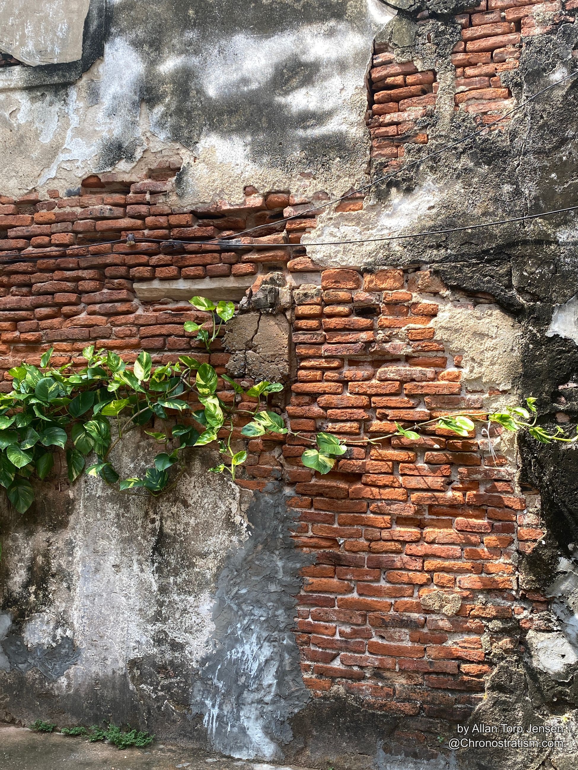 A vigorous pothos vine climbs across exposed brick where render has crumbled away.