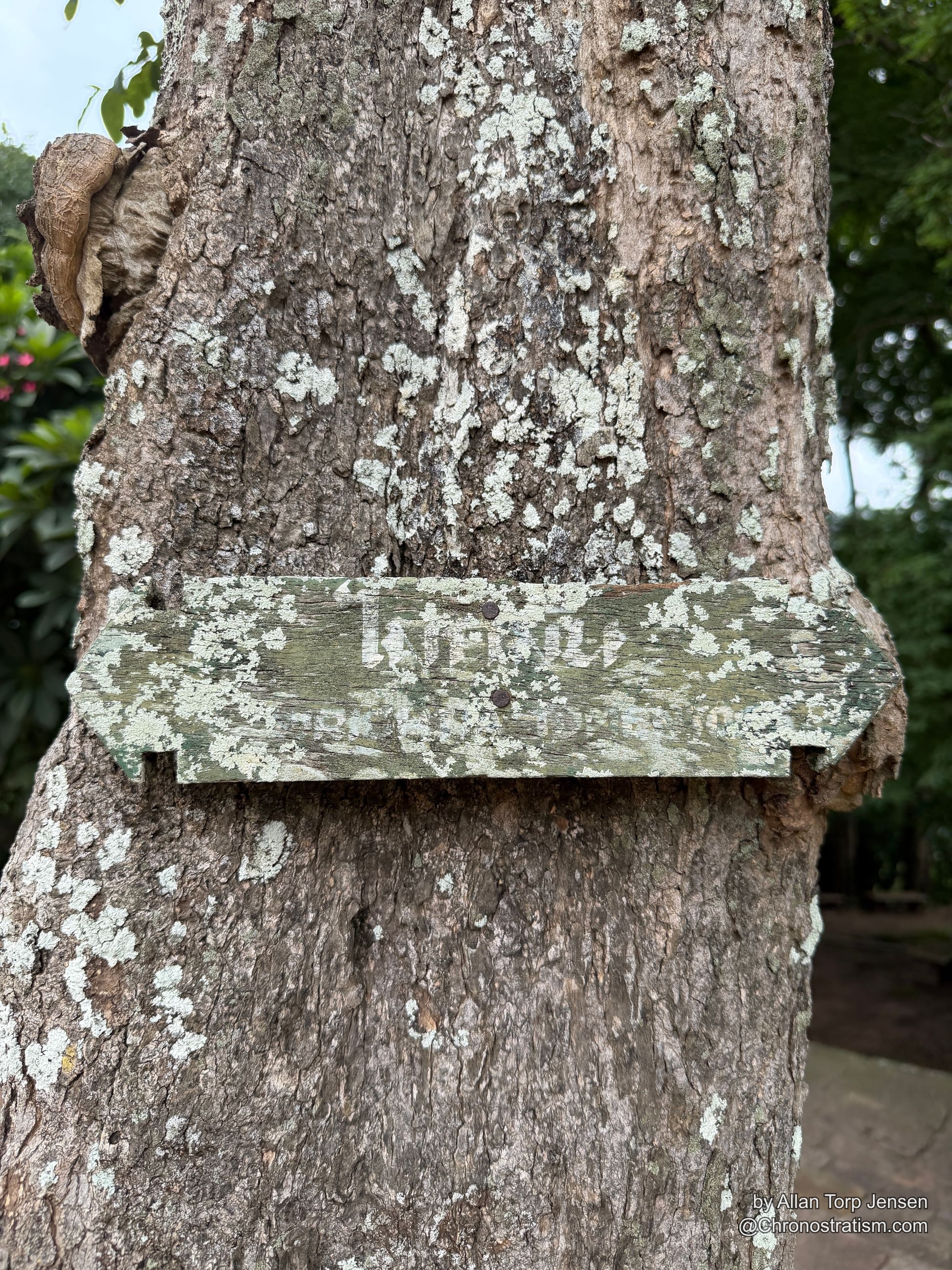 A weathered wooden trail marker, its arrow barely legible, is nailed to a lichen-covered trunk.